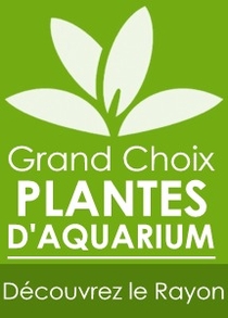 plantes-d-aquarium-vente-en-ligne